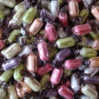choc-fruits_1